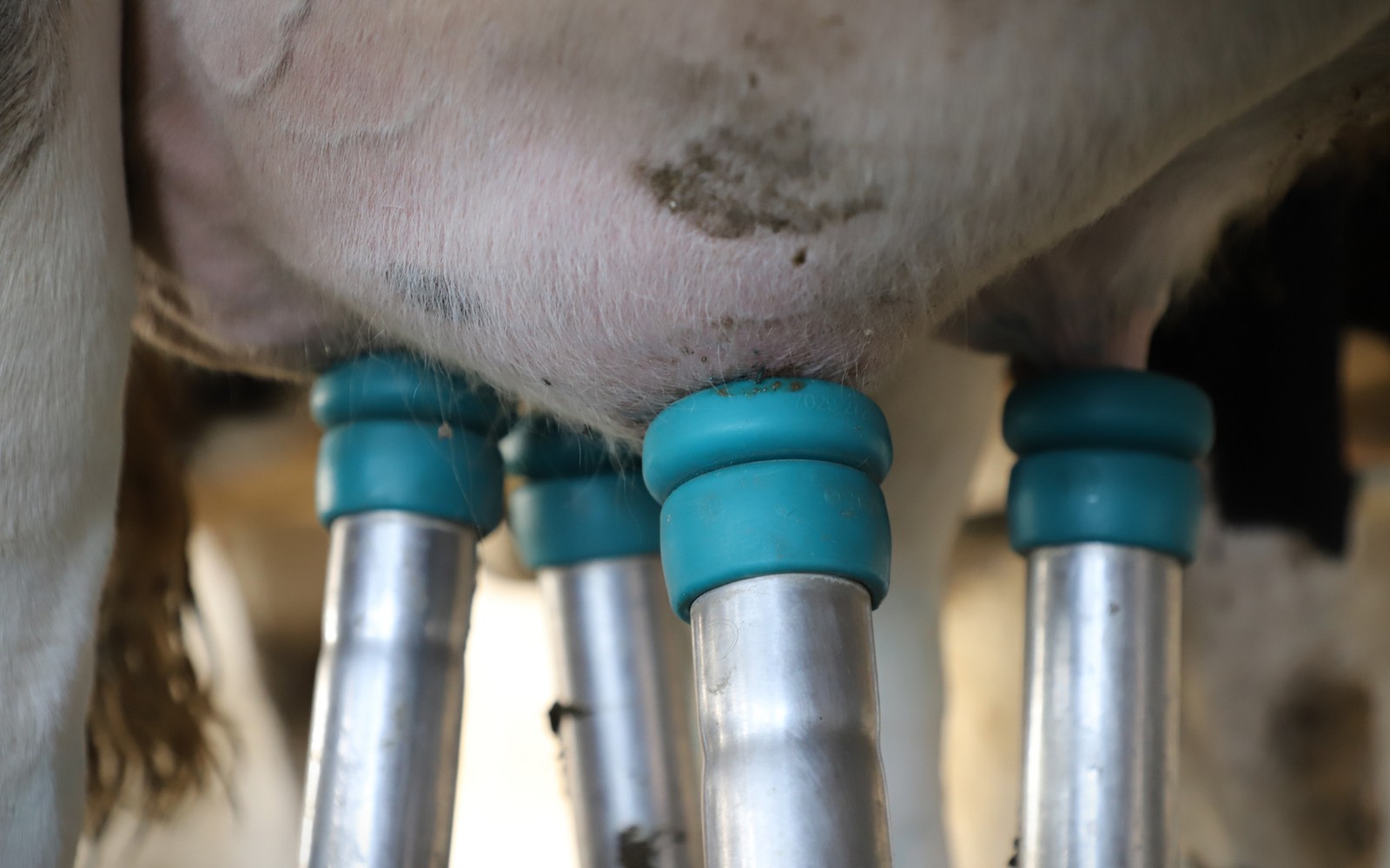 Dairy & Milking Equipment Financing Dairy & Milking Equipment Financing