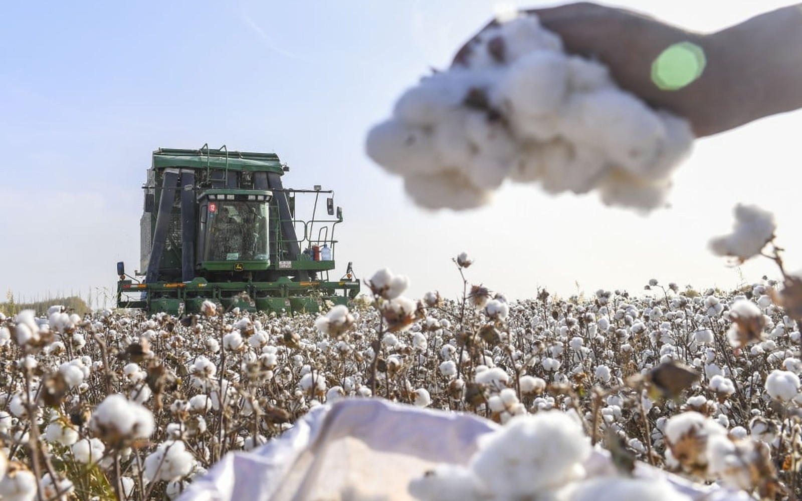 Cotton Farms Cotton Farms